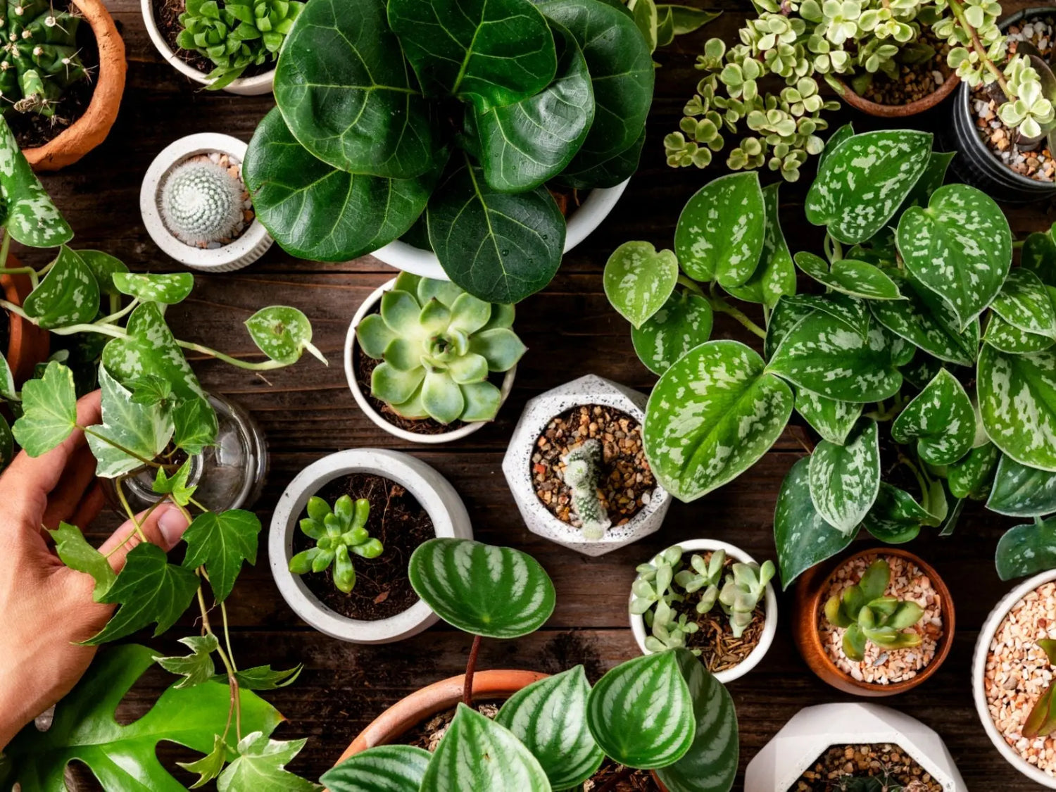 The Truth about Indoor Plants: Purifying or Polluting?
