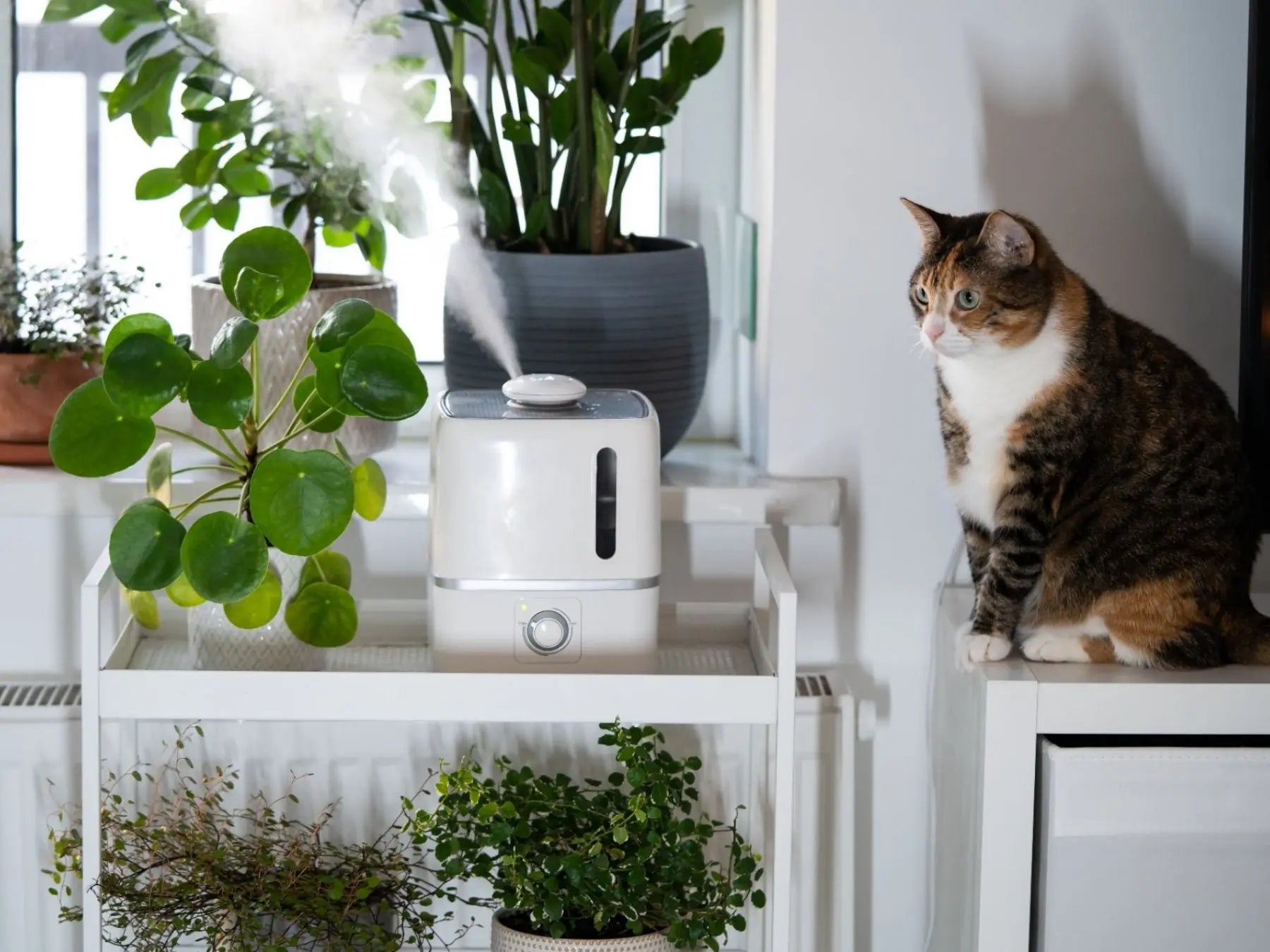 Understanding the Differences: Air Purifiers, Humidifiers, and Dehumidifiers